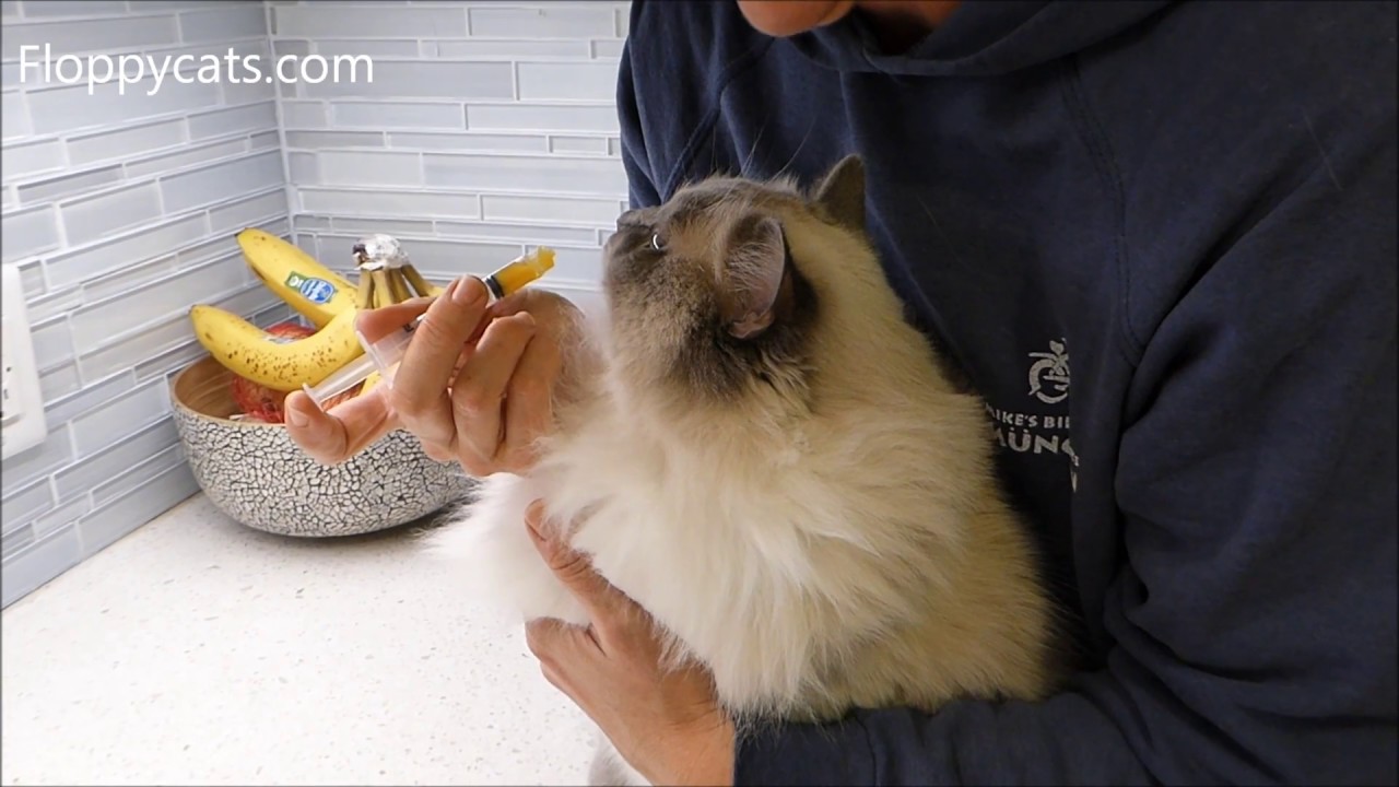 How to Give Your Cat Pumpkin to Stop Diarrhea in Cats