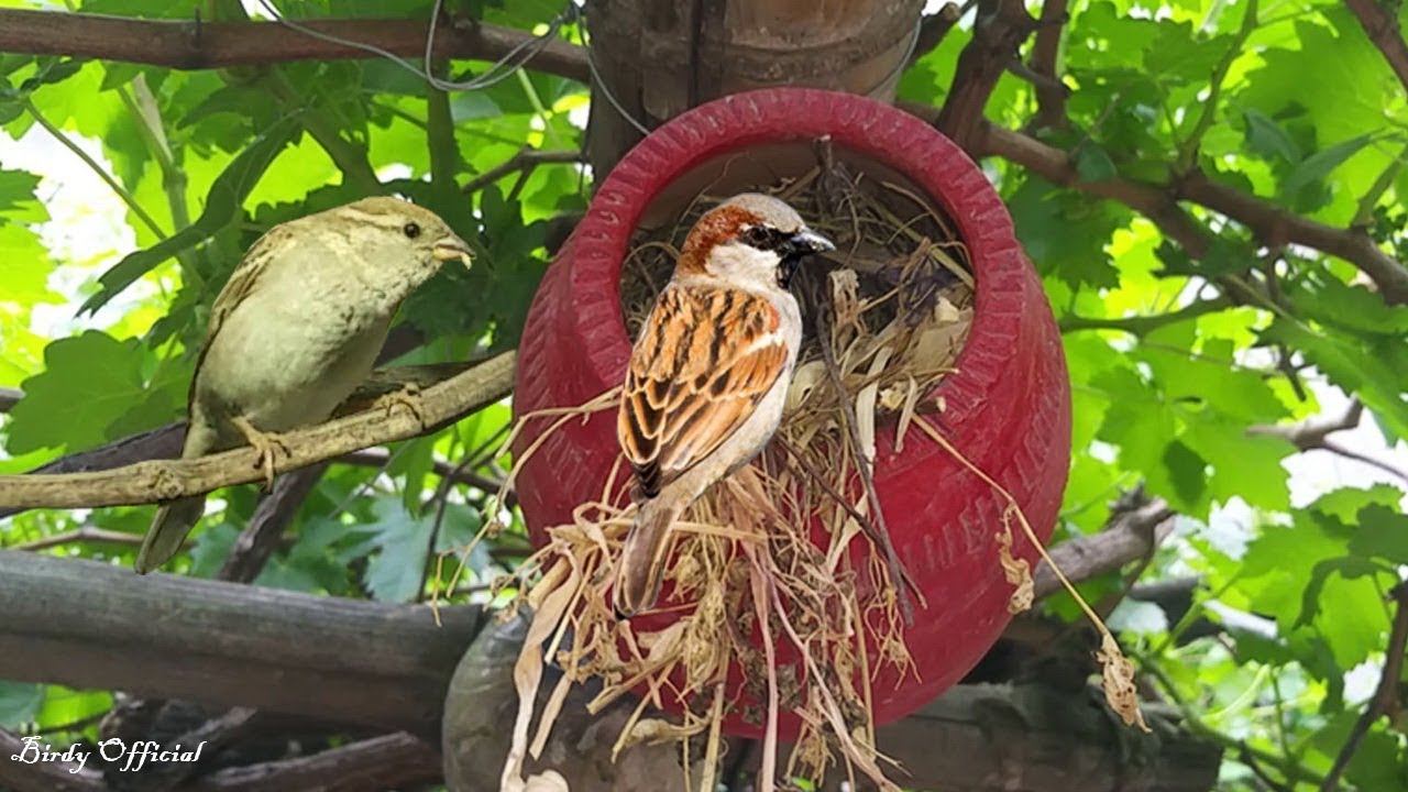 House Sparrow Nest making in Clay Birdhouse - From Installation To Making Nest #Birdhouse