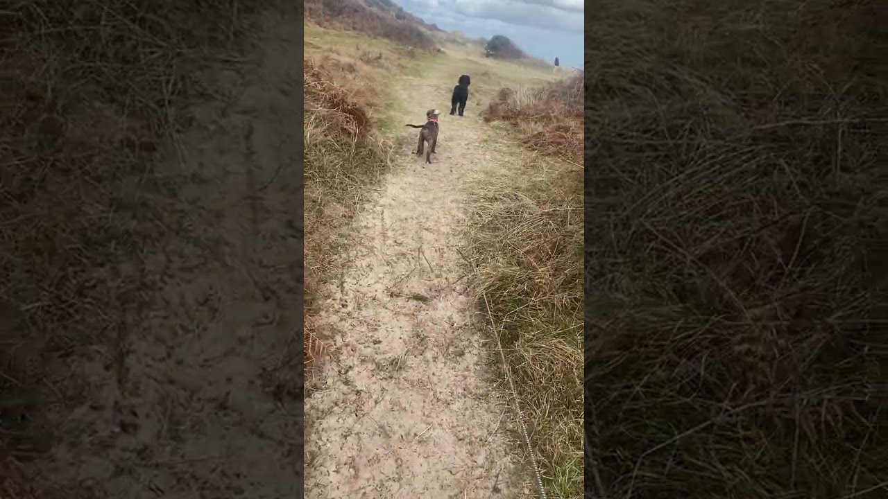 Beach walks 