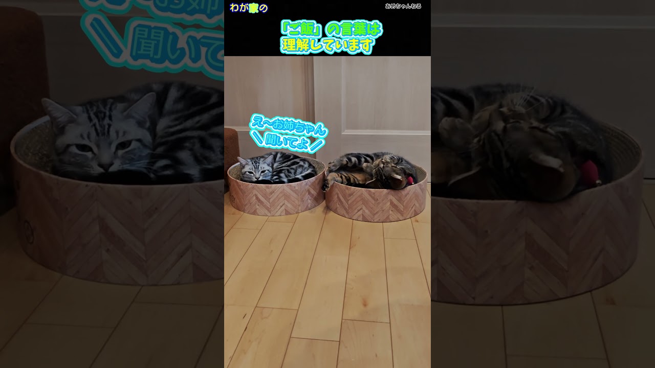 猫は日本語が分かる[我が家の猫れいちゃん]218日目
