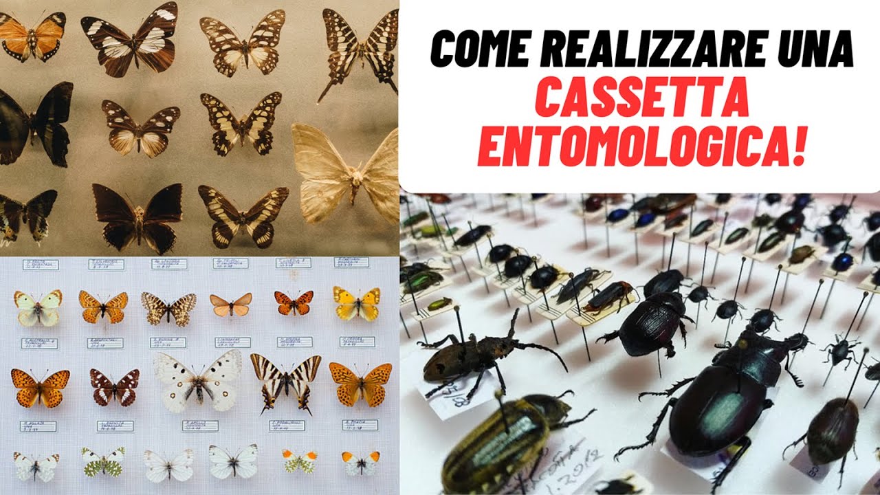 Come CATTURARE, PREPARARE e CONSERVARE gli INSETTI! - W&A Gardens: orto e giardino