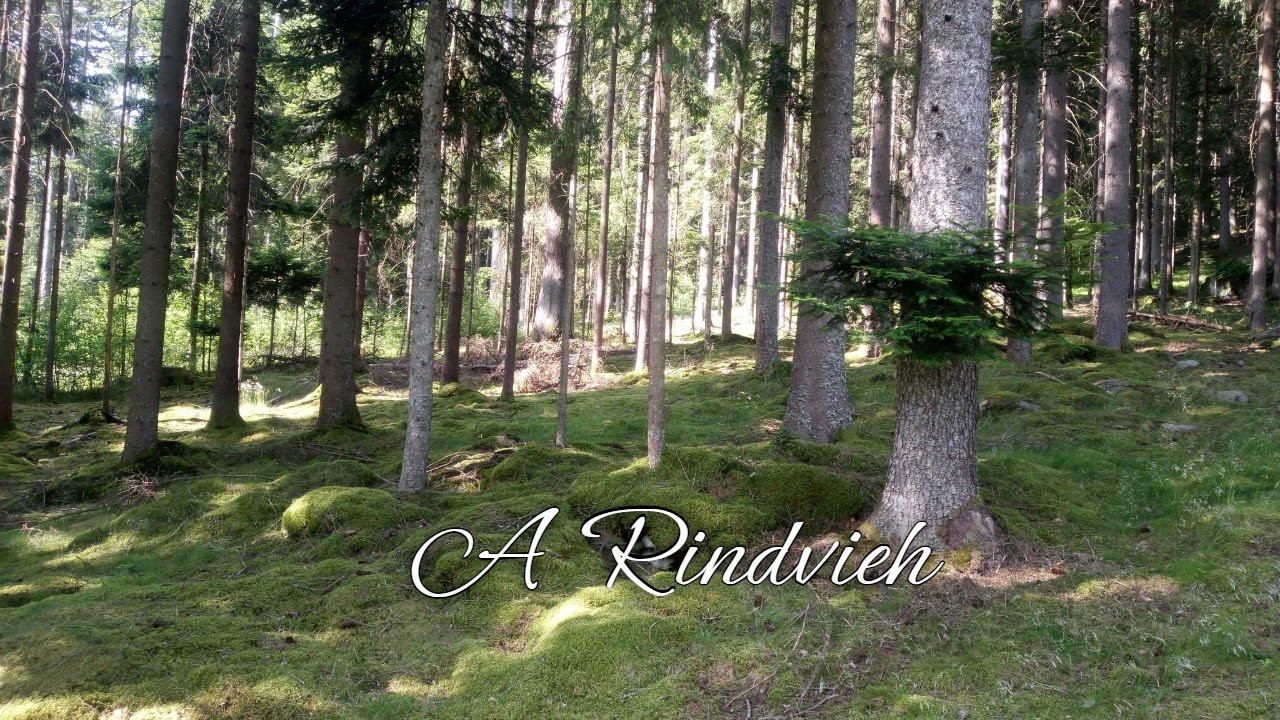 A Rindvieh - traditional bavarian Folk Music - Volksmusik Bayern
