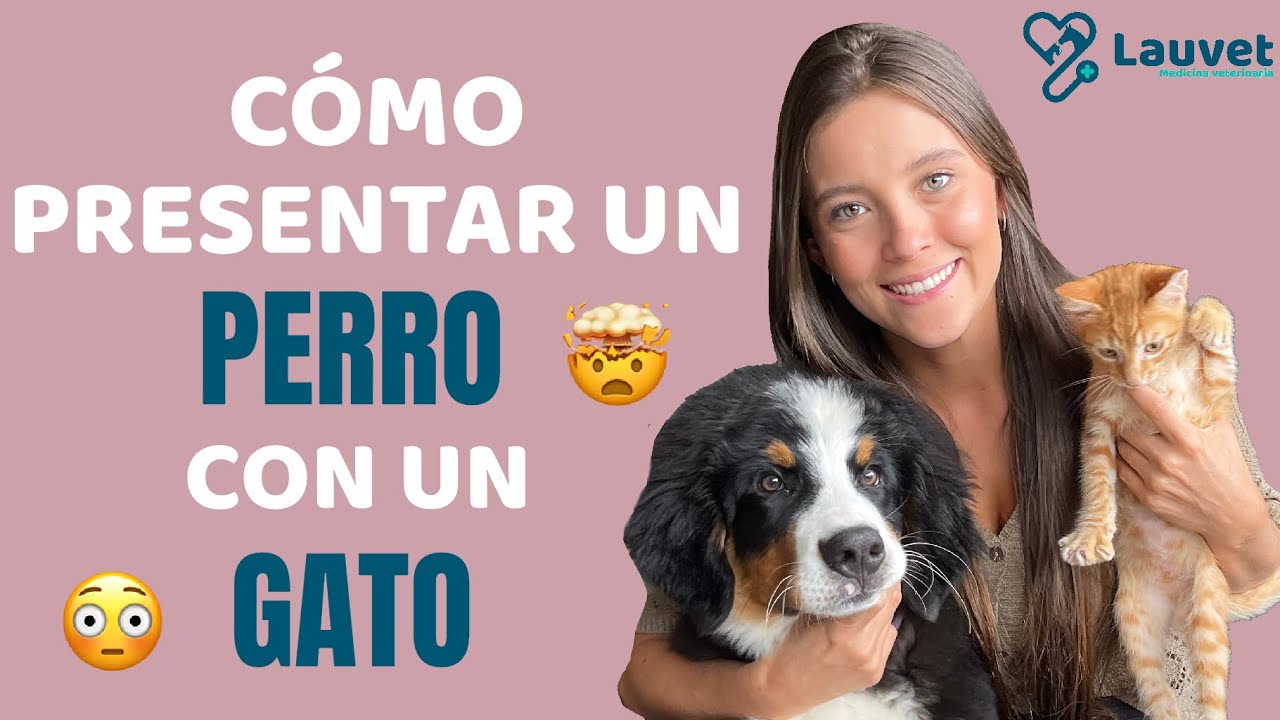 CÓMO PRESENTAR UN PERRO Y UN GATO - Lauvet