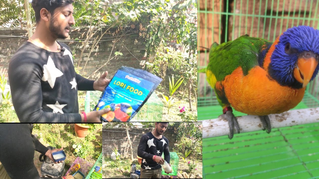 Lorikeet bird food Habbit's
