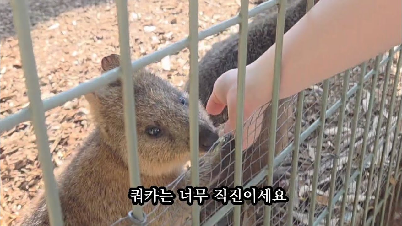 엄마랑 뉴질랜드&호주 한달살이 (페더데일 블루마운틴 투어)