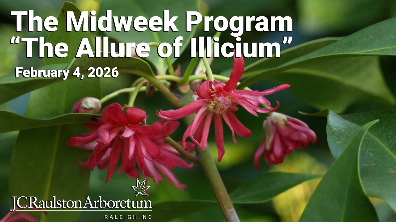 The Midweek Program - 