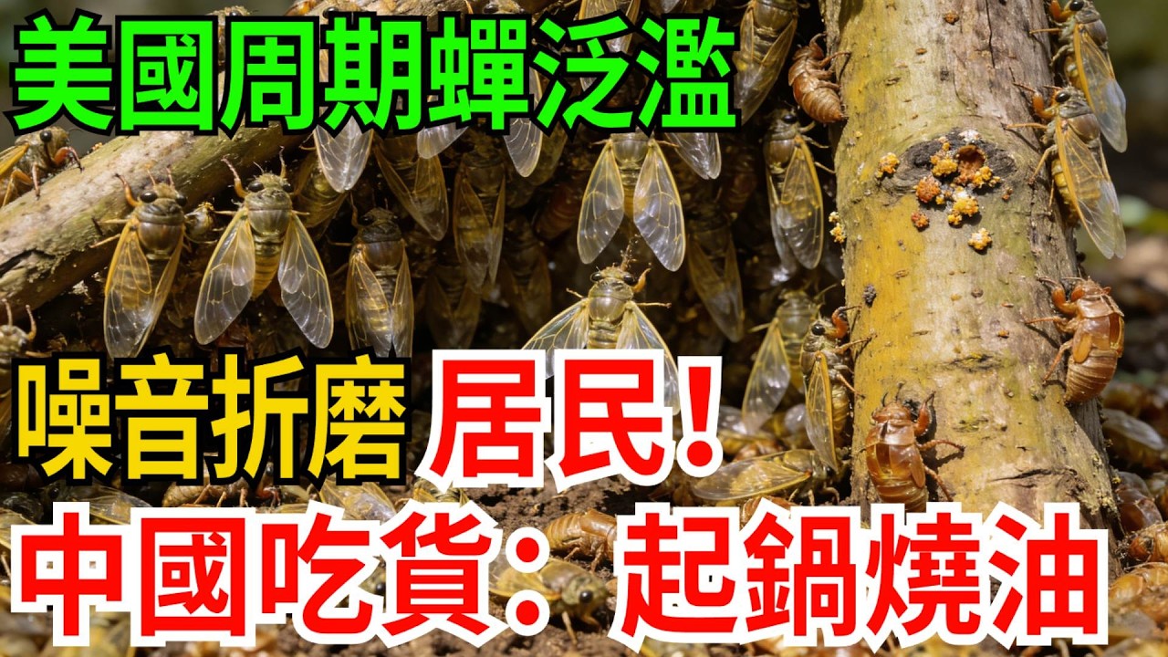 美國周期蟬泛濫，萬億隻噪音折磨居民！中國吃貨直流口水：起鍋燒油！【觀勢經緯】#科普#世界之最 #出類拔萃 #top10#周期蟬 #知了猴 #文化差異 #生態真相 #飲食文化