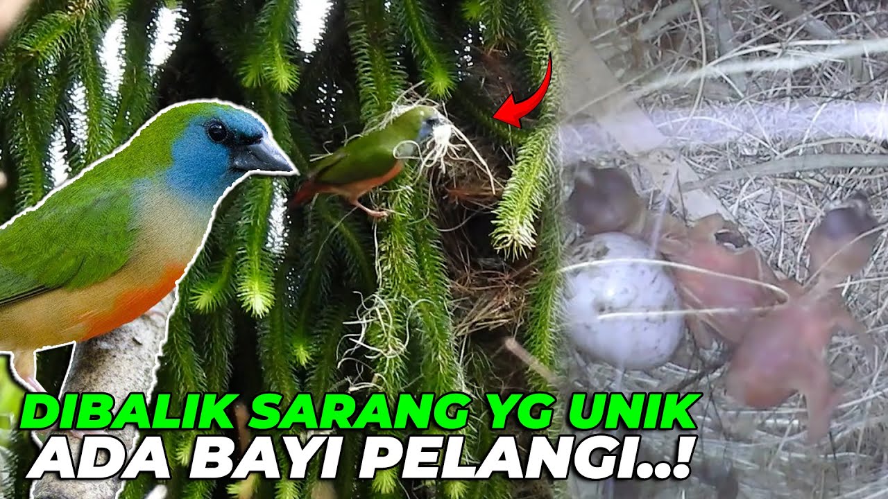 SARANG YG UNIK TERDAPAT BAYI PELANGI..?? ANAK BURUNG APA TUH..?