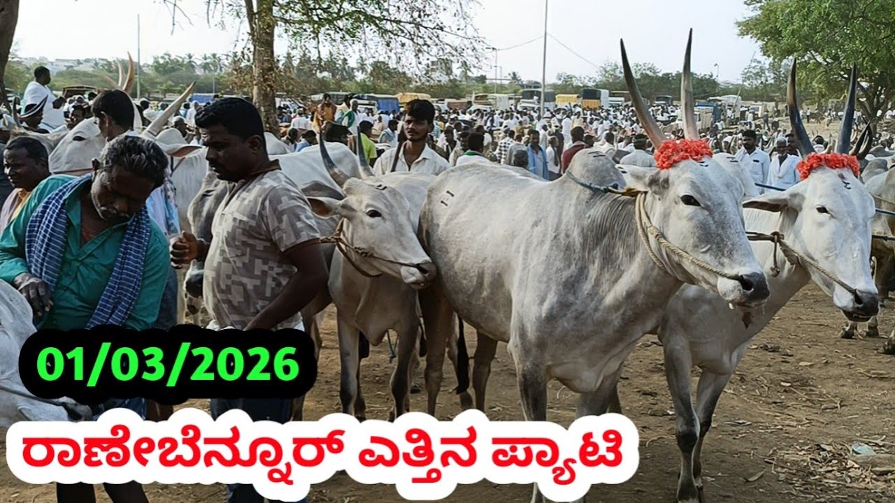 ರಾಣೇಬೆನ್ನೂರ್ ಎತ್ತಿನ ಪ್ಯಾಟಿ || Ranebennuru Bulls Market || ಹಾವೇರಿ ಜಿಲ್ಲೆ || ಪ್ರತಿ ಭಾನುವಾರ ಬೆಳಿಗ್ಗೆ 