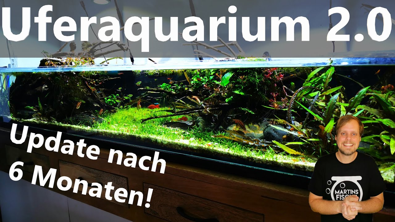 UFERAQUARIUM 2.0 - Katastrophe oder Erfolg?! Update nach 6 Monaten