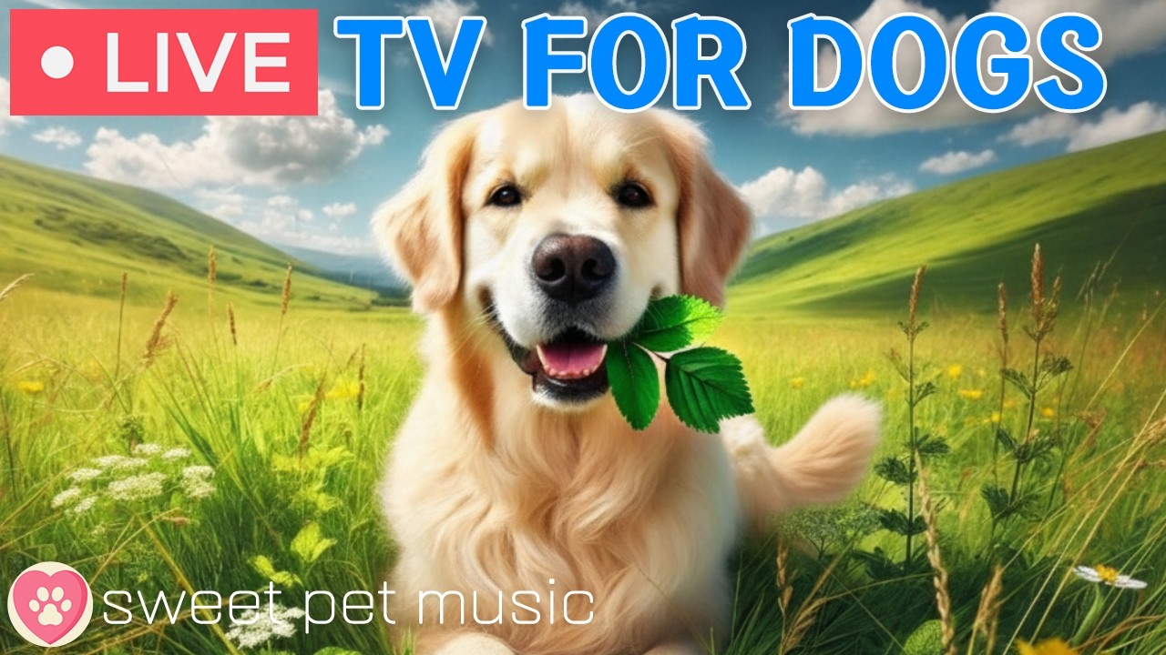 🔴24 Hours of Dog TV🎵🐶Calming Music for Dog Sleep🐾🩷Soothing Dog Music for Stress and Anxiety Relief