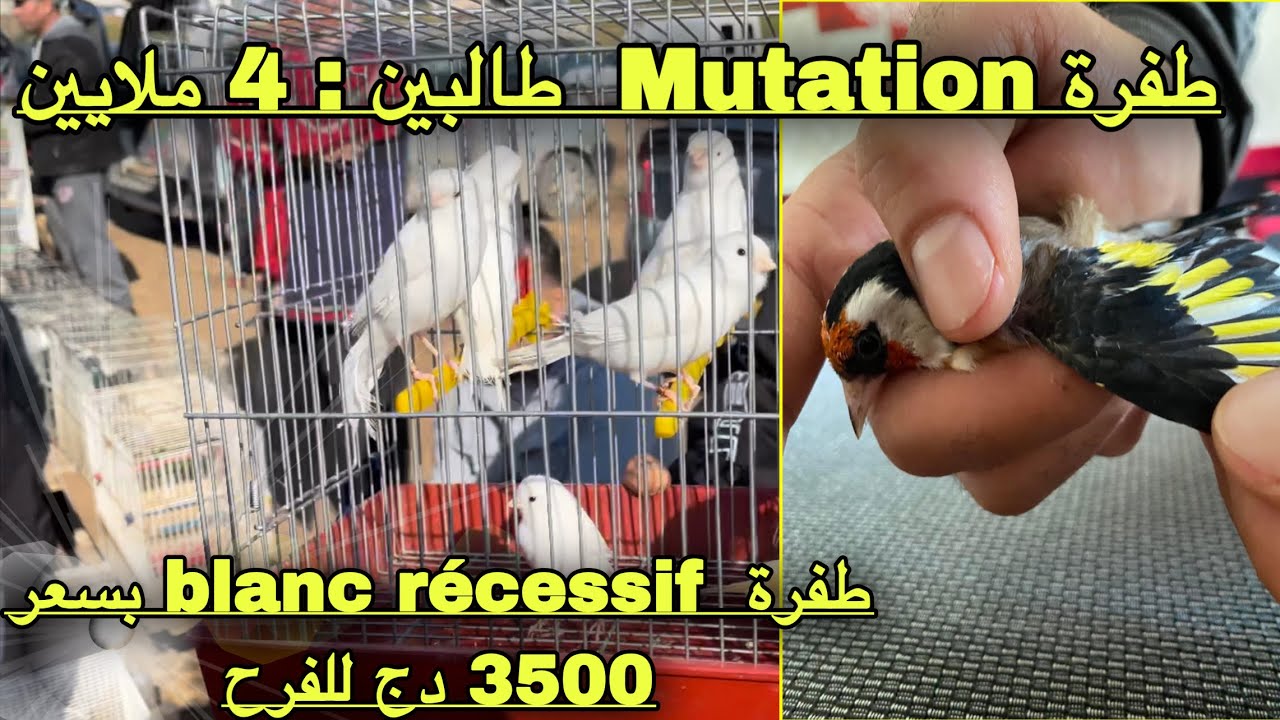 سوق بلعباس للطيور  2022 / طيور الزينة على كل الأنواع و الأشكال بسوق الغرب سيدي بلعباس 🆕