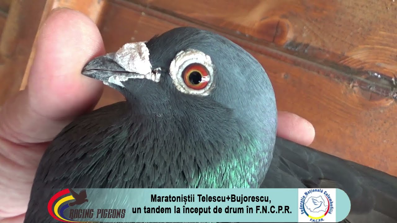 Maratoniștii Telescu+Bujorescu, un tandem la început de drum în F.N.C.P.R.