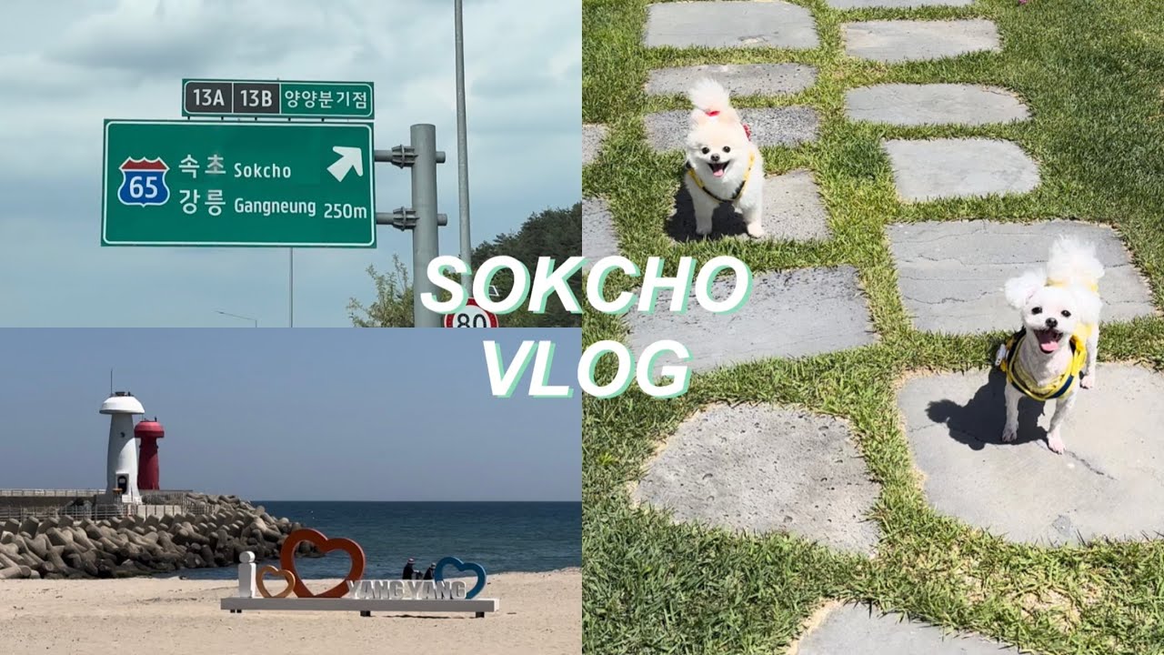 여행 vlog | 반려견 도담이와 다온이랑 2박 3일 ⛰️속초 여행 브이로그 | 속초중앙시장,마카오박,아바이마을,갯배,양양