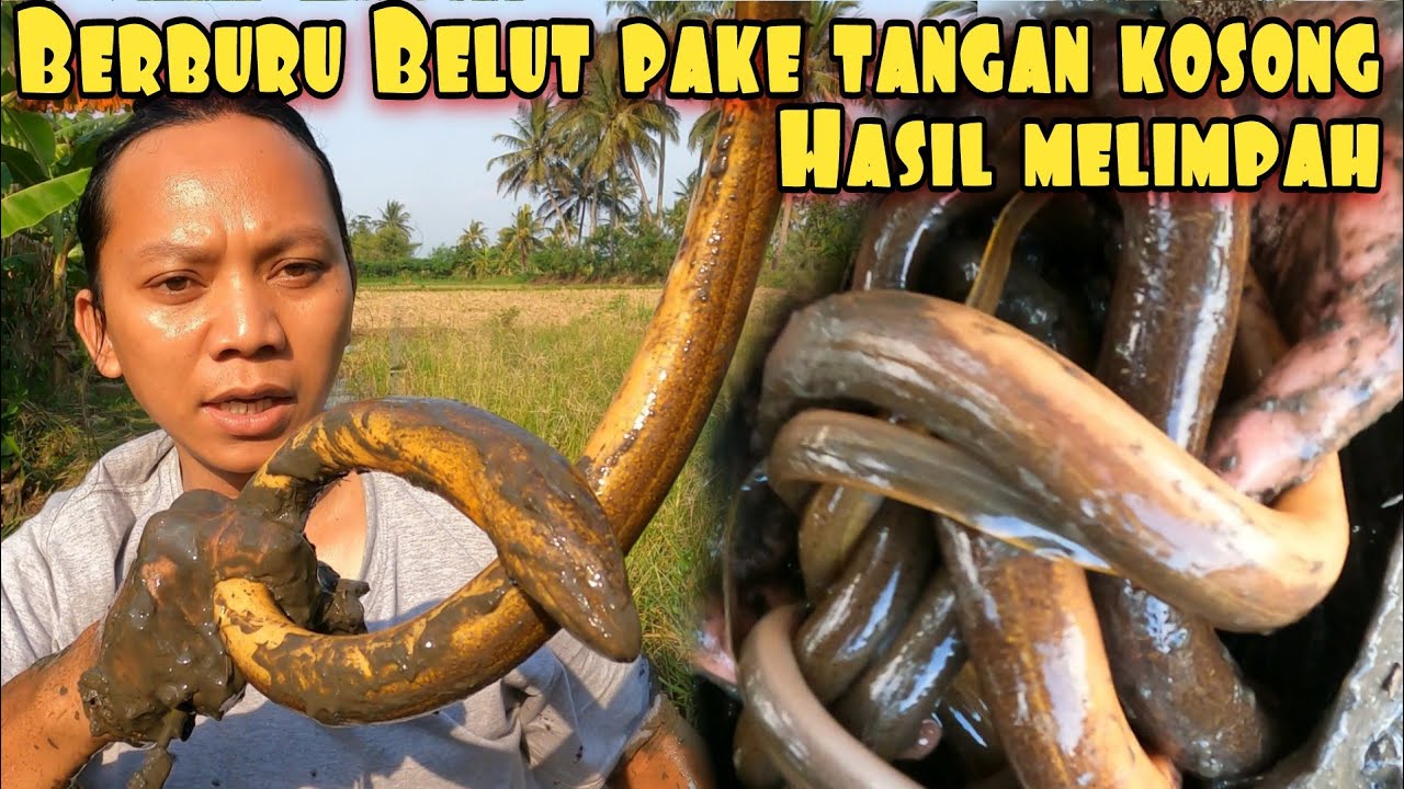PANEN BELUT BESAR PAKE TANGAN DEWA DI AREA TAMBAK