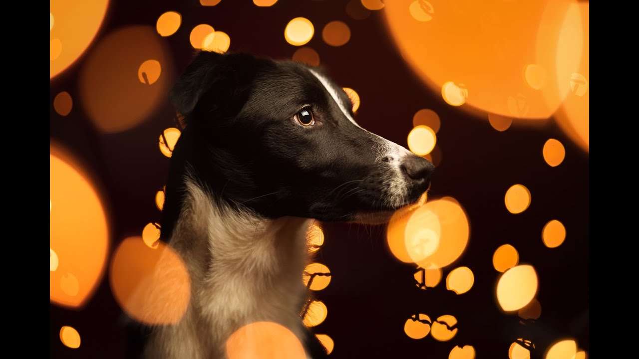 Behaviourist Advice | Tips to Keep Your Dog Happy