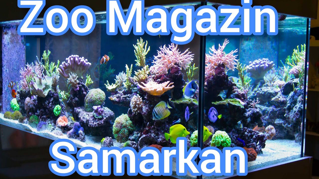 ZOO MAGAZIN SAMARQAND