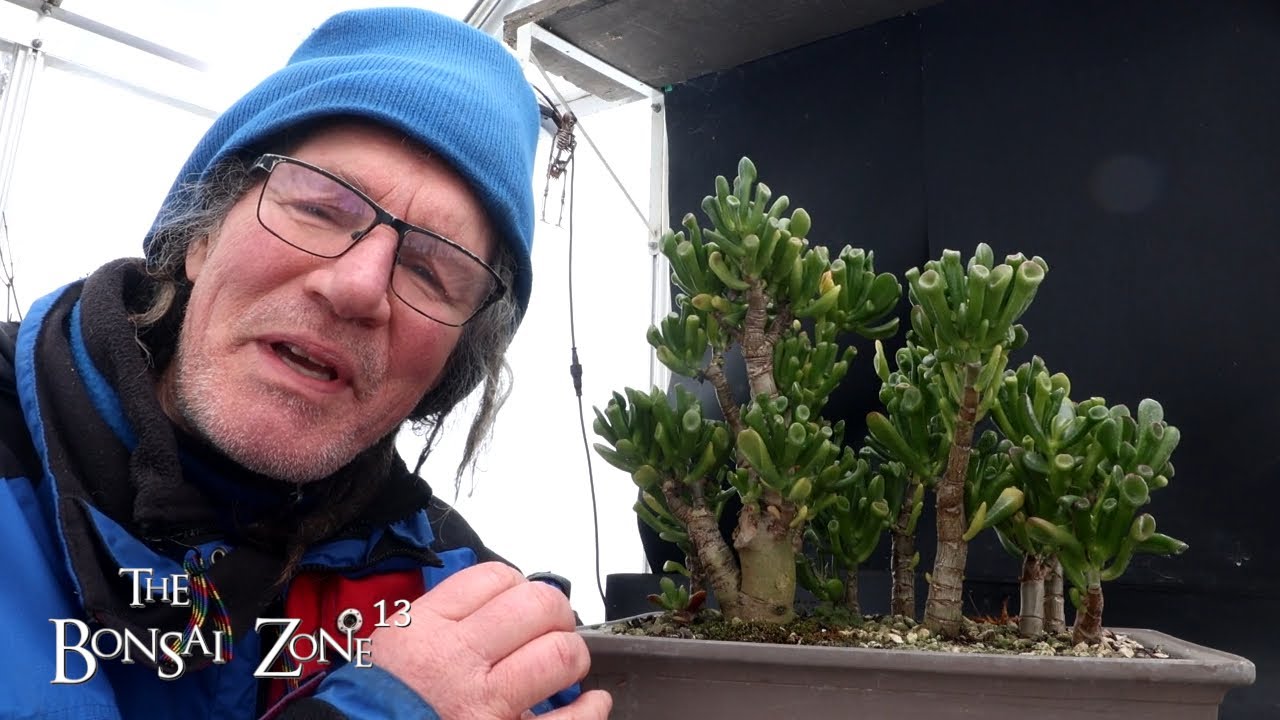 Pruning Jades After a Cold Night, The Bonsai Zone, Jan 2026