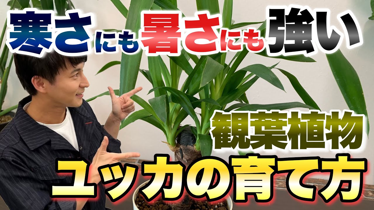 【育てやすい！】寒さにも暑さにも強い観葉植物 ユッカの育て方【ガーデニング】