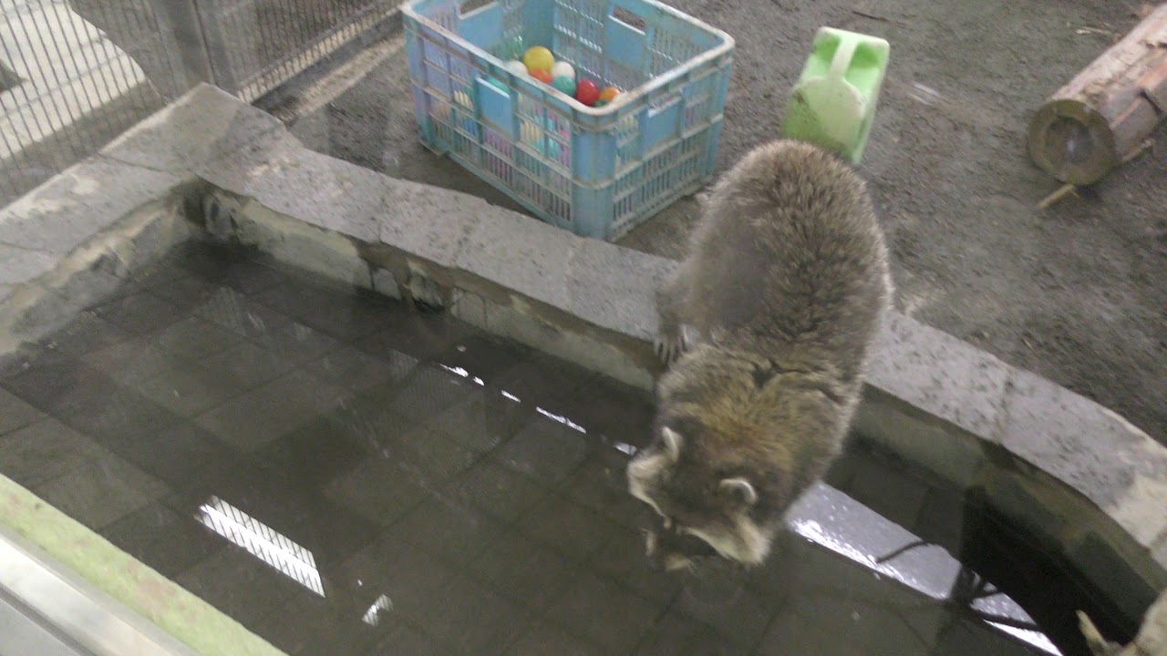 アライグマ『チャン』の食事タイム (円山動物園) 2018年2月12日