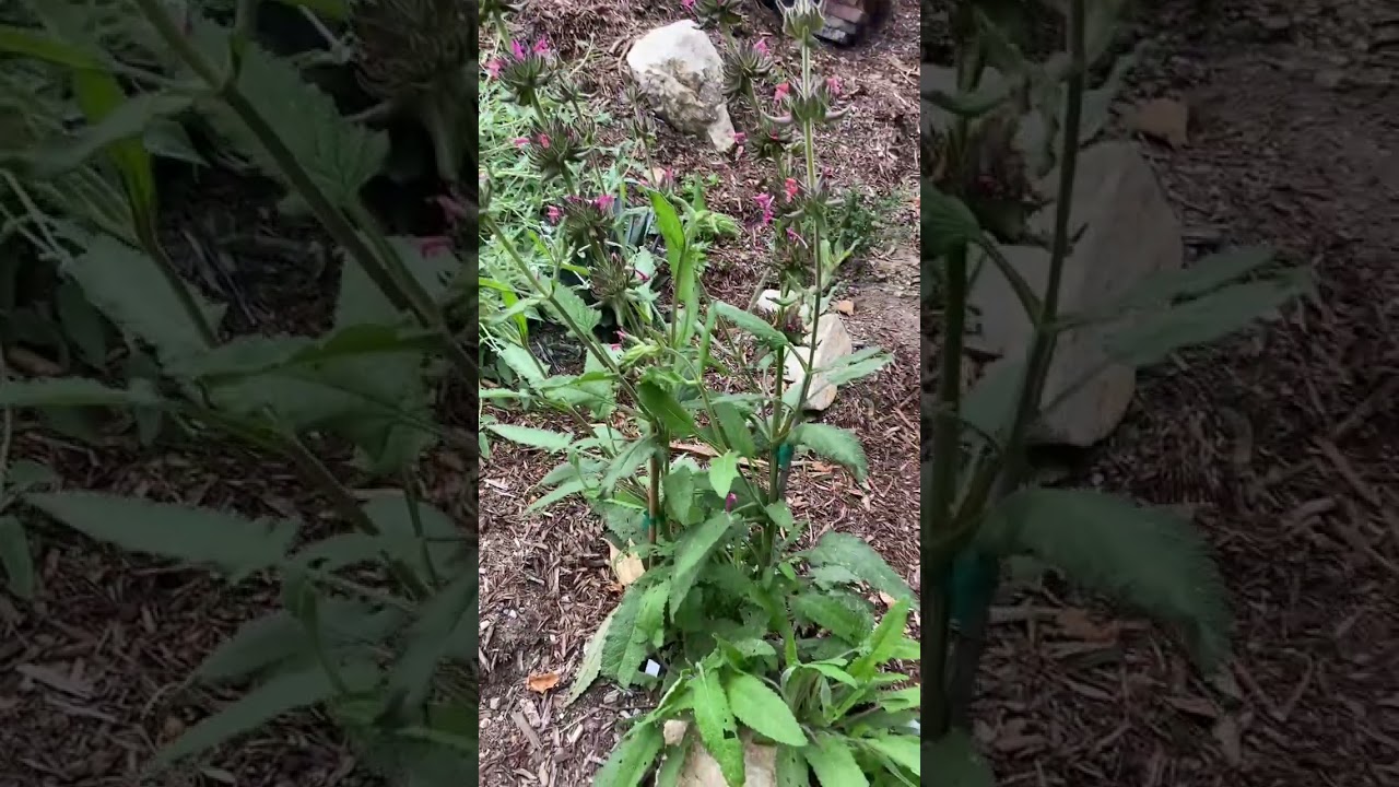 Salvia Spathacea o Hummingbird Sage