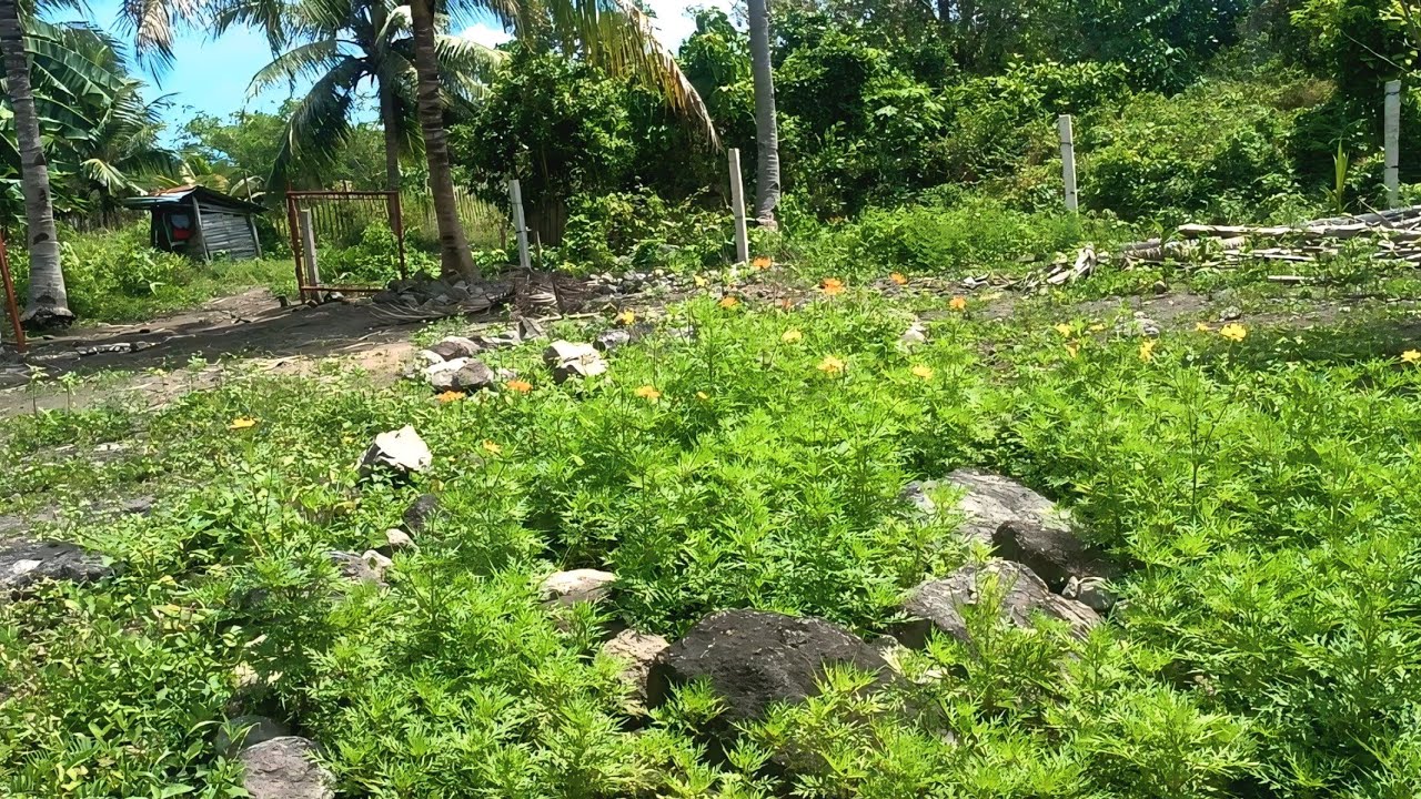 Calamansi Replanting February 17 2026