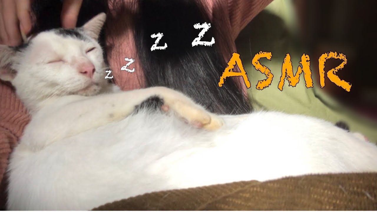 ASMR: My cat | (No talking) EP.8
