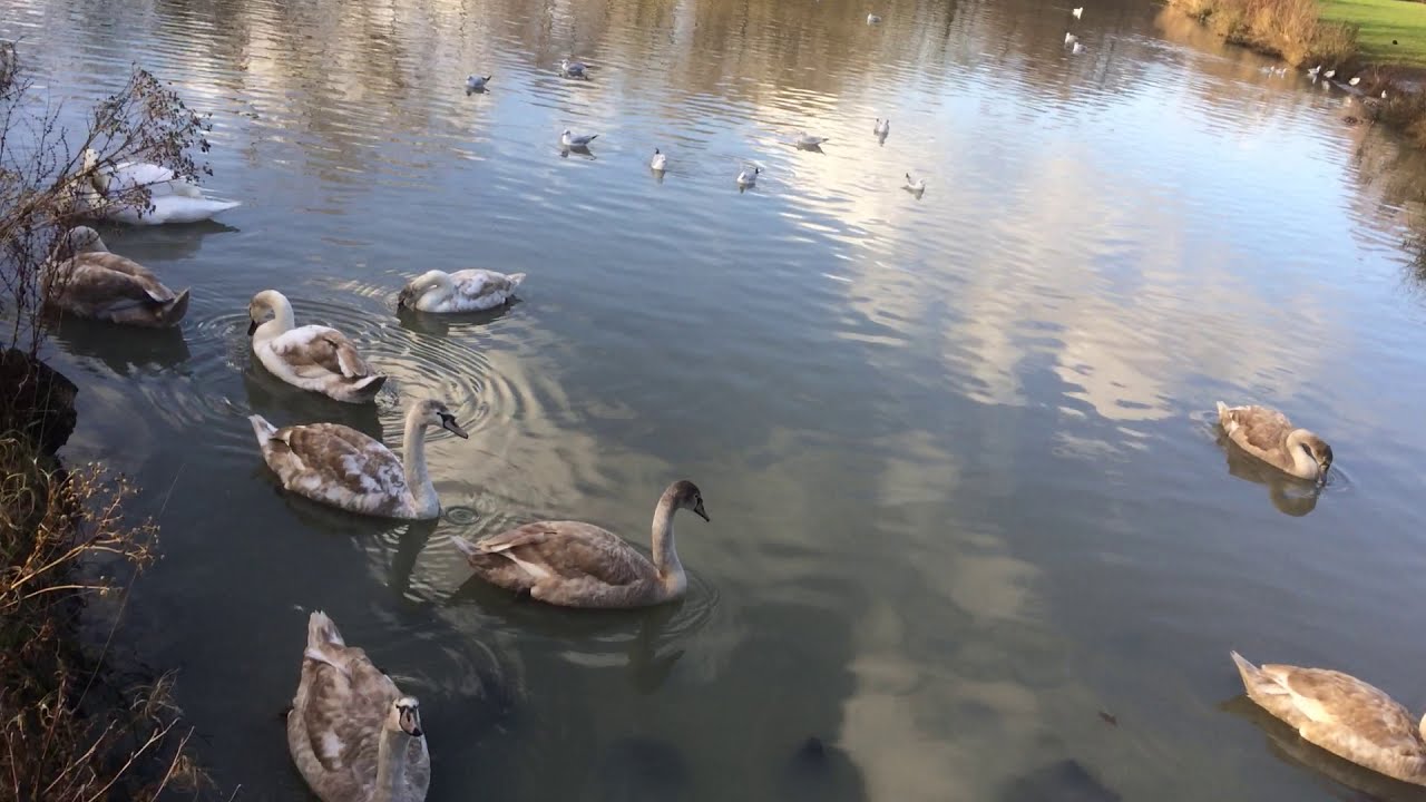WALKING WITH MISS LOU # 2 STONEYDELPH LAKES