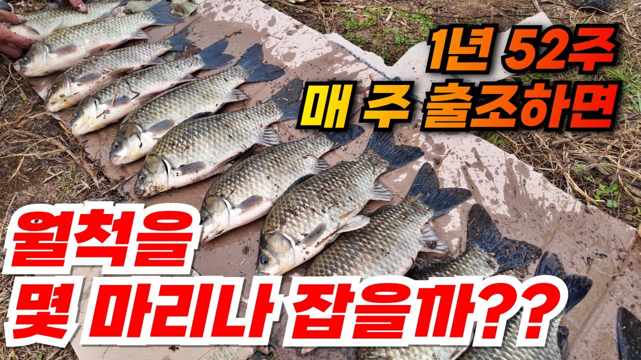 붕어낚시 유튜버는 1년에 월척을 몇 마리나 잡을까??