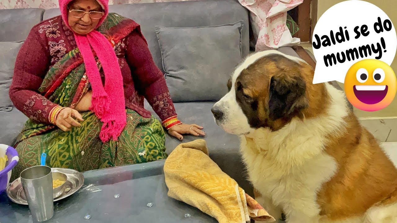 Tyzuu is crazy for this snack | Let’s see what it is! 😃 | Cute Dog Videos (With Voiceover) ❤️