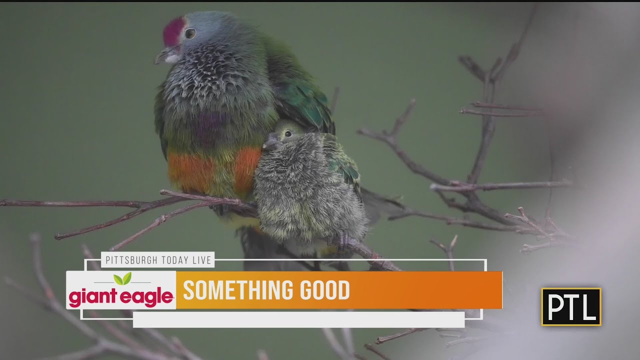 Something Good: National Aviary Welcomes New Babies