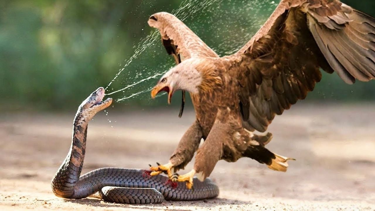 Deadly Eagle vs Venomous Serpent &ndash; Who Will Survive?