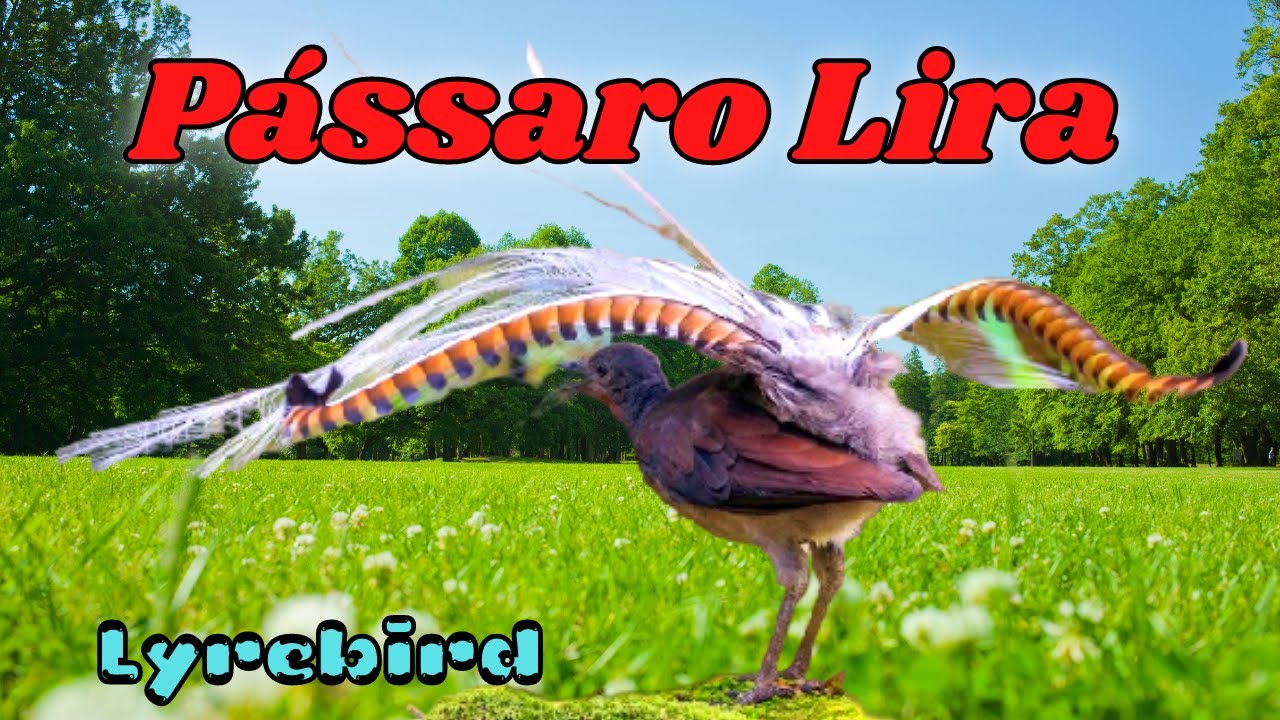 Canto do Pássaro Lira da Austrália, Conto do Lyrebird, Sons e Cantos Dos Pássaros e Aves!
