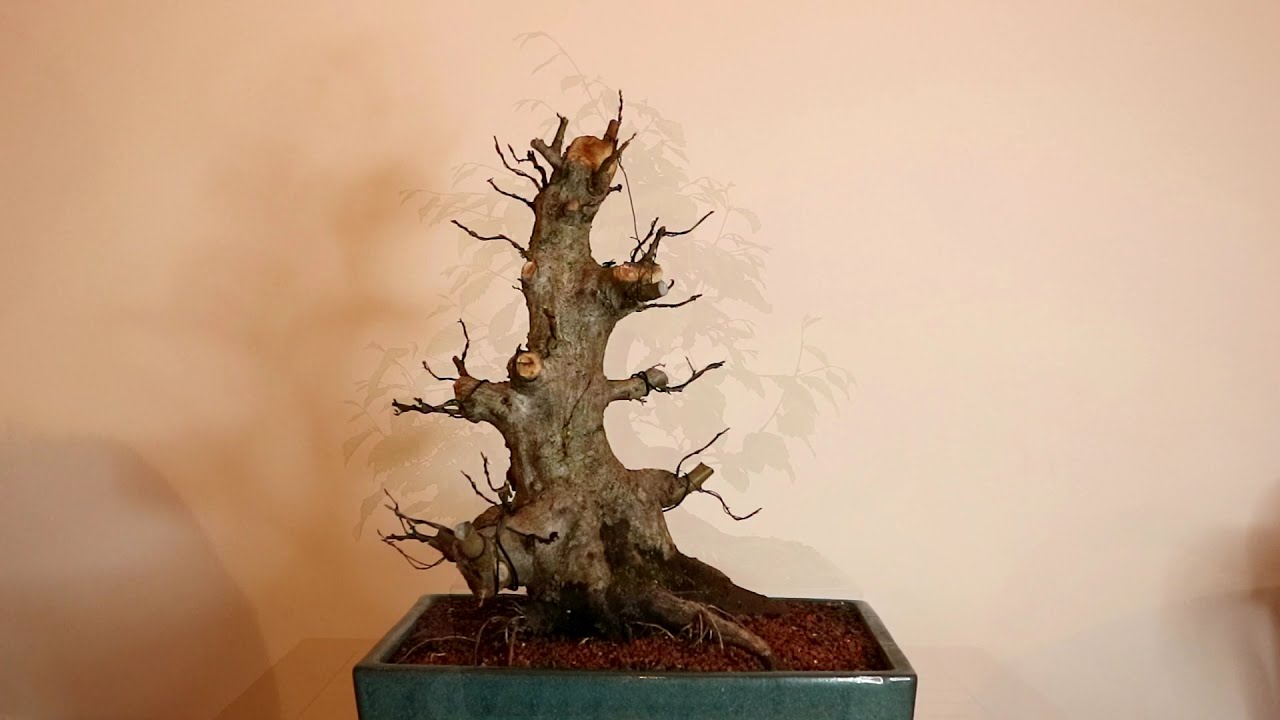 Beautiful yamadori gets a bonsai pot and first styling