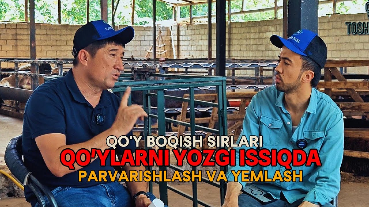 QO'Y BOQISHDAGI XATOLAR QO'YLARNI SEMIRTIRISH QO'Y BOQISH SIRLARI | ҚЎЙ БОҚИШДА ХАТОЛАР СЕМИРТИРИШ