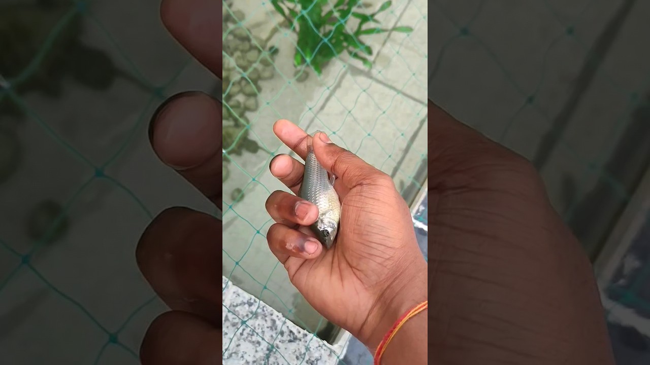 MollyFish jumped out of hand #shorts#short#ytshorts#fish#video#aquarium#viral#mollyfish#terrace#jump