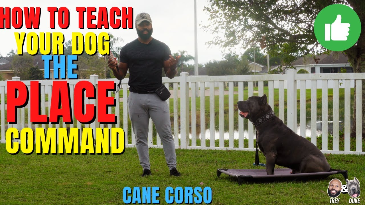How To Teach Your Dog The Place Command #CaneCorso