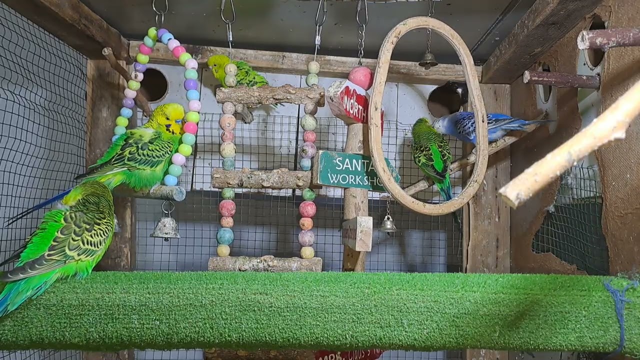 8 Hour Happy Sounds for Sad and Lonely Birds Sounds Therapy 🥰