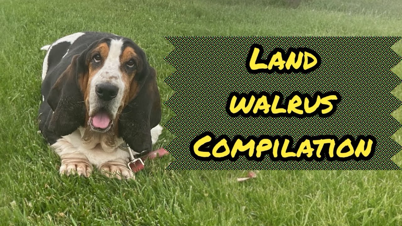Basset Hound - all the Best Shorts Compilation Video