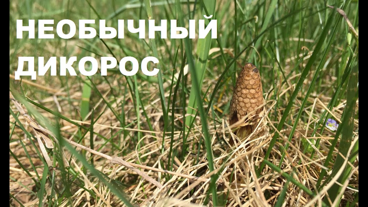 Пестики ХВОЩА полевого: собираю и готовлю
