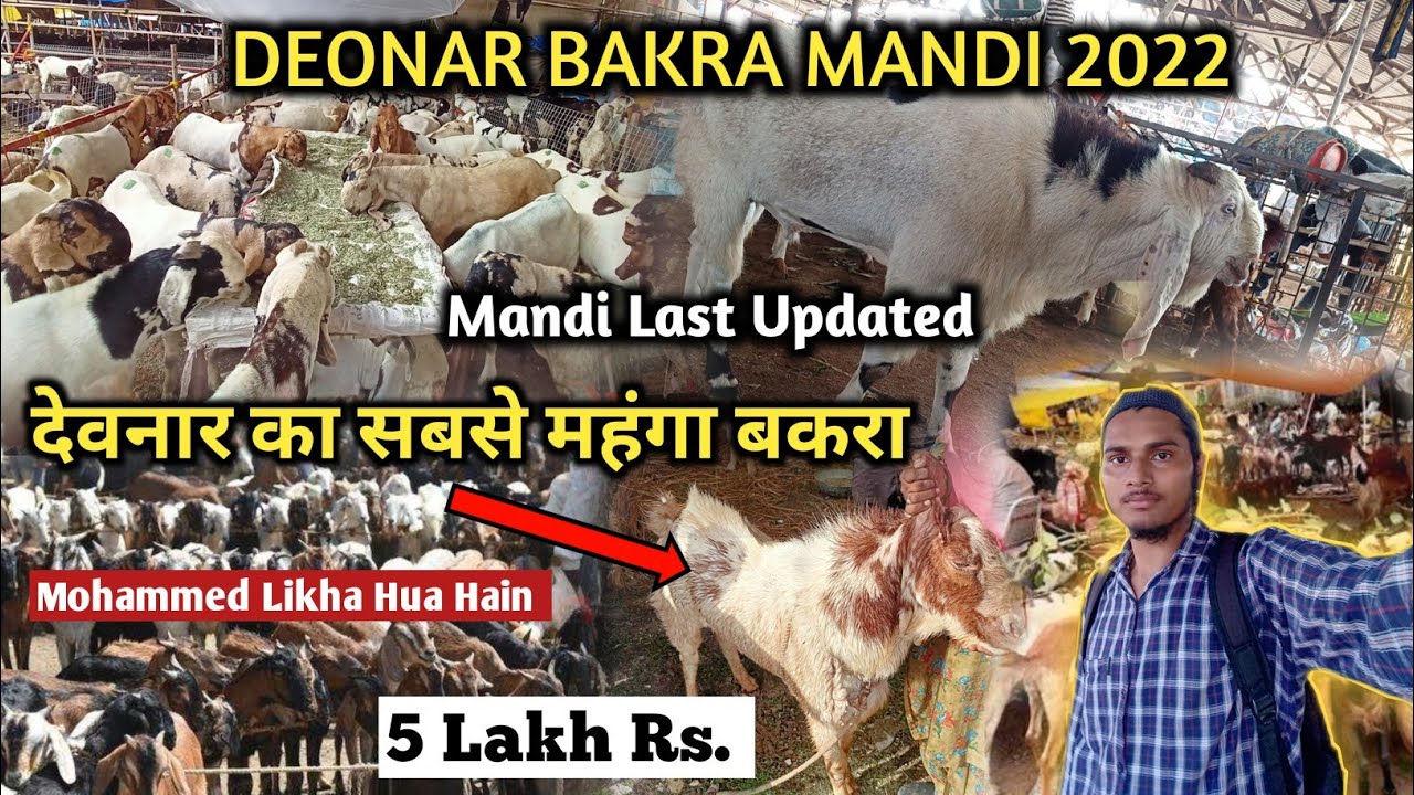 5 Lakh Rs Ka Bakra | Devnar most Expensive Goat | Devnar Bakra Mandi 2022 | NRQ VLOGS #bakramandi