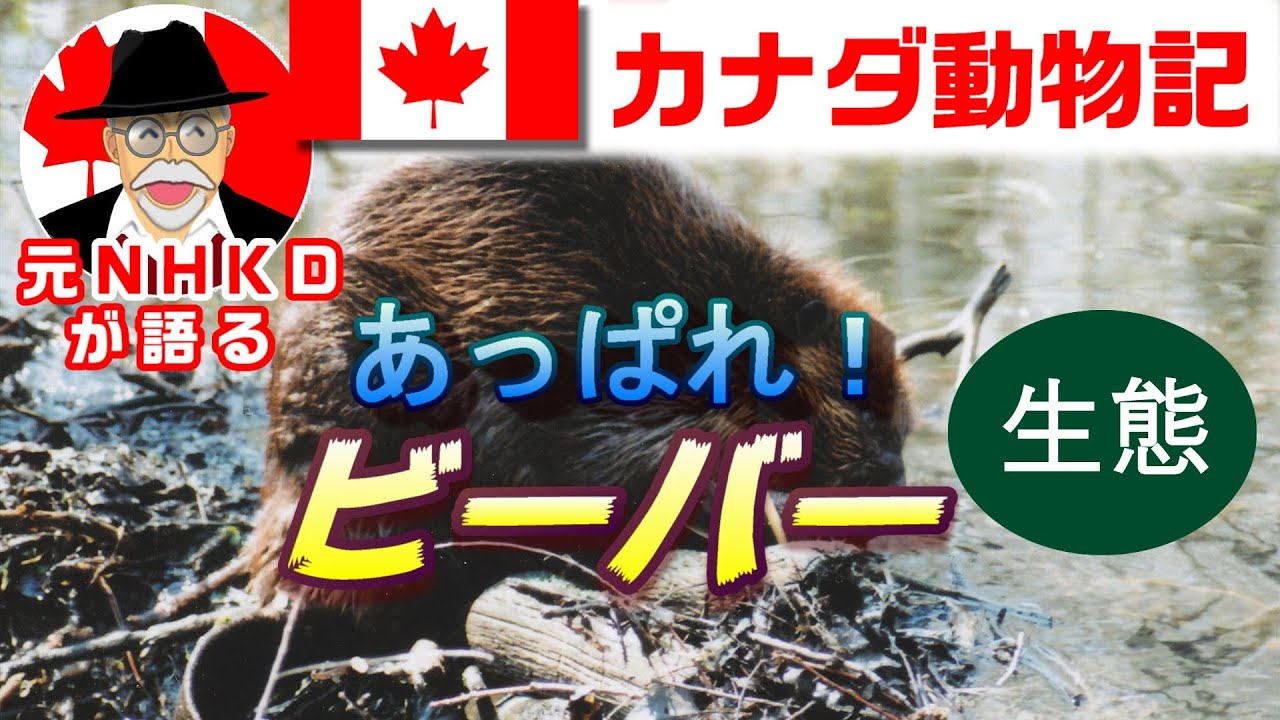 カナダ動物記【ビーバー・仰天の 生態】なぜ？ダム作り★スクープ映像！ビーバーの歯ぎしり★生態系を豊かに変える