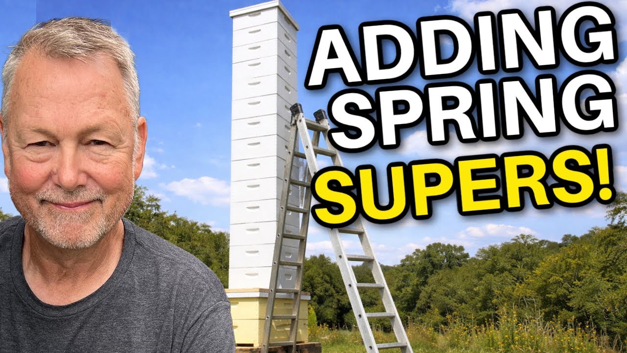 Beekeeping: How & When To Add Honey Supers In The Spring