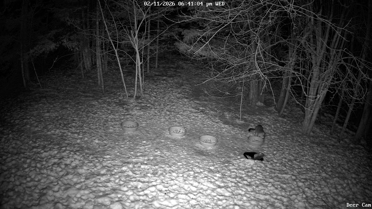 Red Fox 2-11-2026 6:35 PM