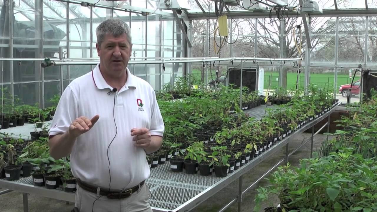 Amaranthaceae in Ohio 2015 part 1 Palmer Amaranth