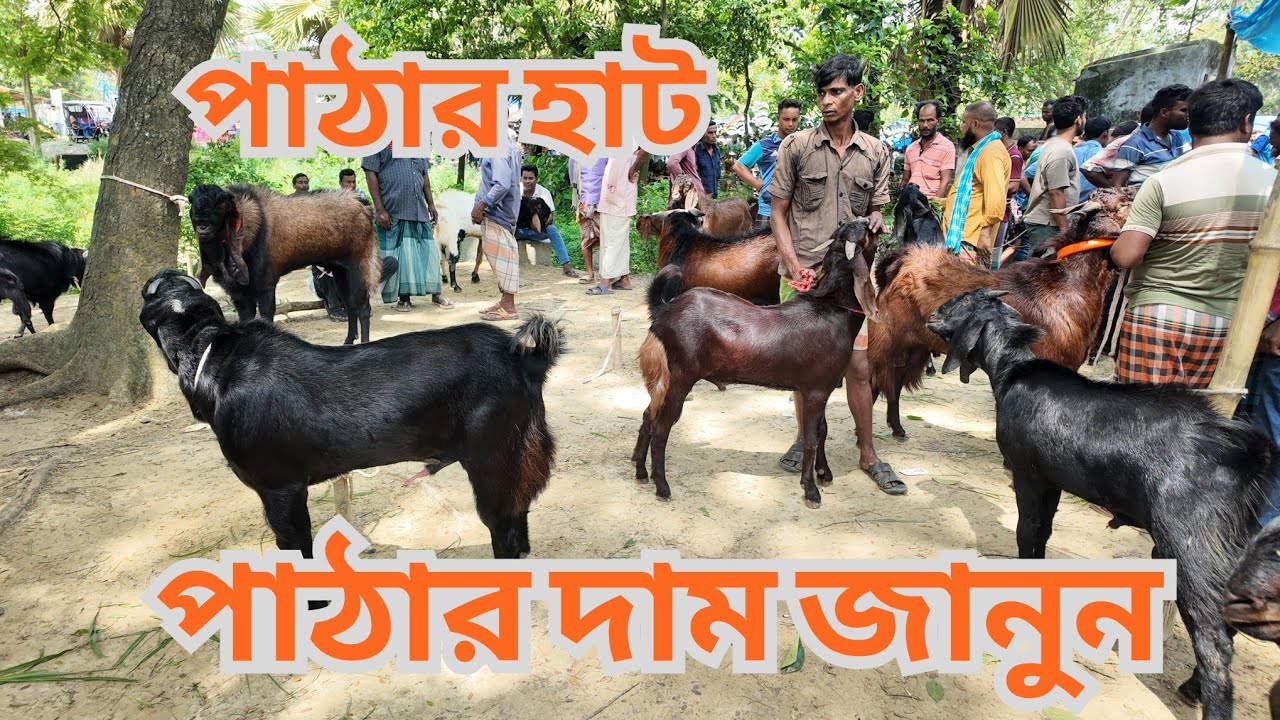 ধাপের হাটে পাঠা ছাগলের বাজার দাম ২০২৫