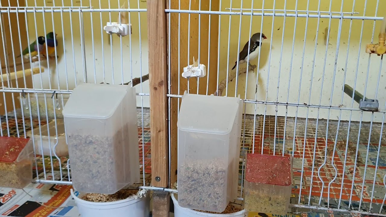 🍂 TOLVAS o Comederos Automáticos Para Pájaros