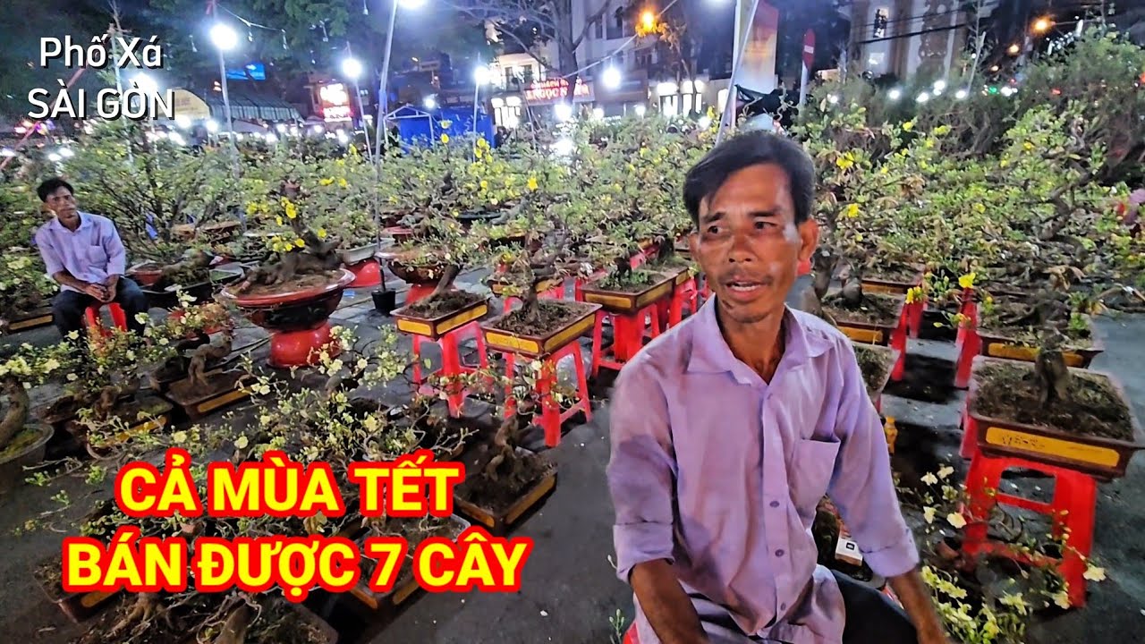 Quá xót xa cả mùa Tết chú bán được 7 cây mai nhỏ khi có 2 Gian Hàng 400 gốc MAI SIÊU PHẨM