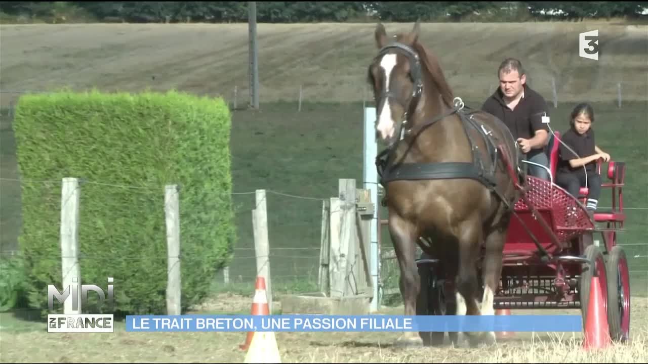Le trait breton, cheval emblématique de Bretagne