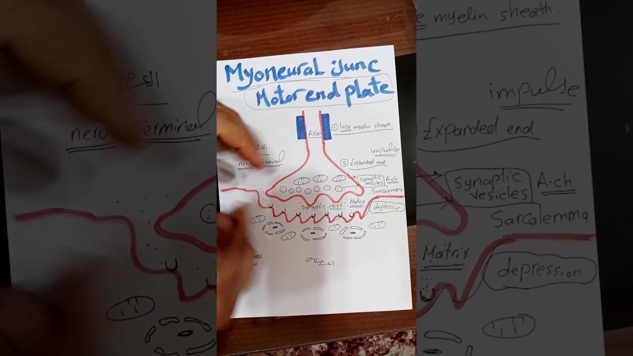 Motor End Plate (skeletal muscle) الفرقة الثالثة طب بشرى